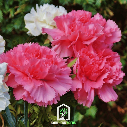 Rose Grenadin Carnation seeds from Southern Seeds, 25-pack, showing pink carnation flower buds and green foliage.