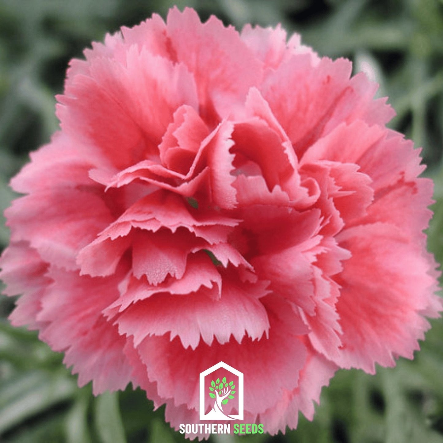 Rose Grenadin Carnation seeds from Southern Seeds, showing 25 small seeds ready for planting a vibrant carnation flower.