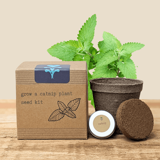 Plantflix Catnip Beginner Grow Kit with herb seeds, includes planting materials for easy indoor catnip cultivation.