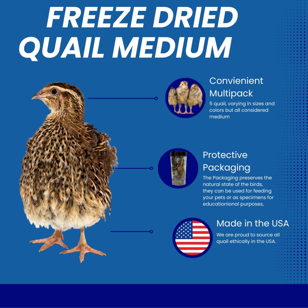 Five whole quail chicks for carnivore pets, showing medium-sized natural prey feeding, high-quality protein source from Quailz.com