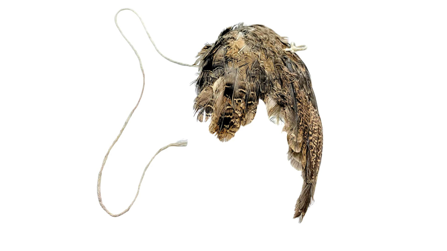 Real bird wing cat toy from Quailz, featuring a quail wing scent for interactive play and hunting dog training.