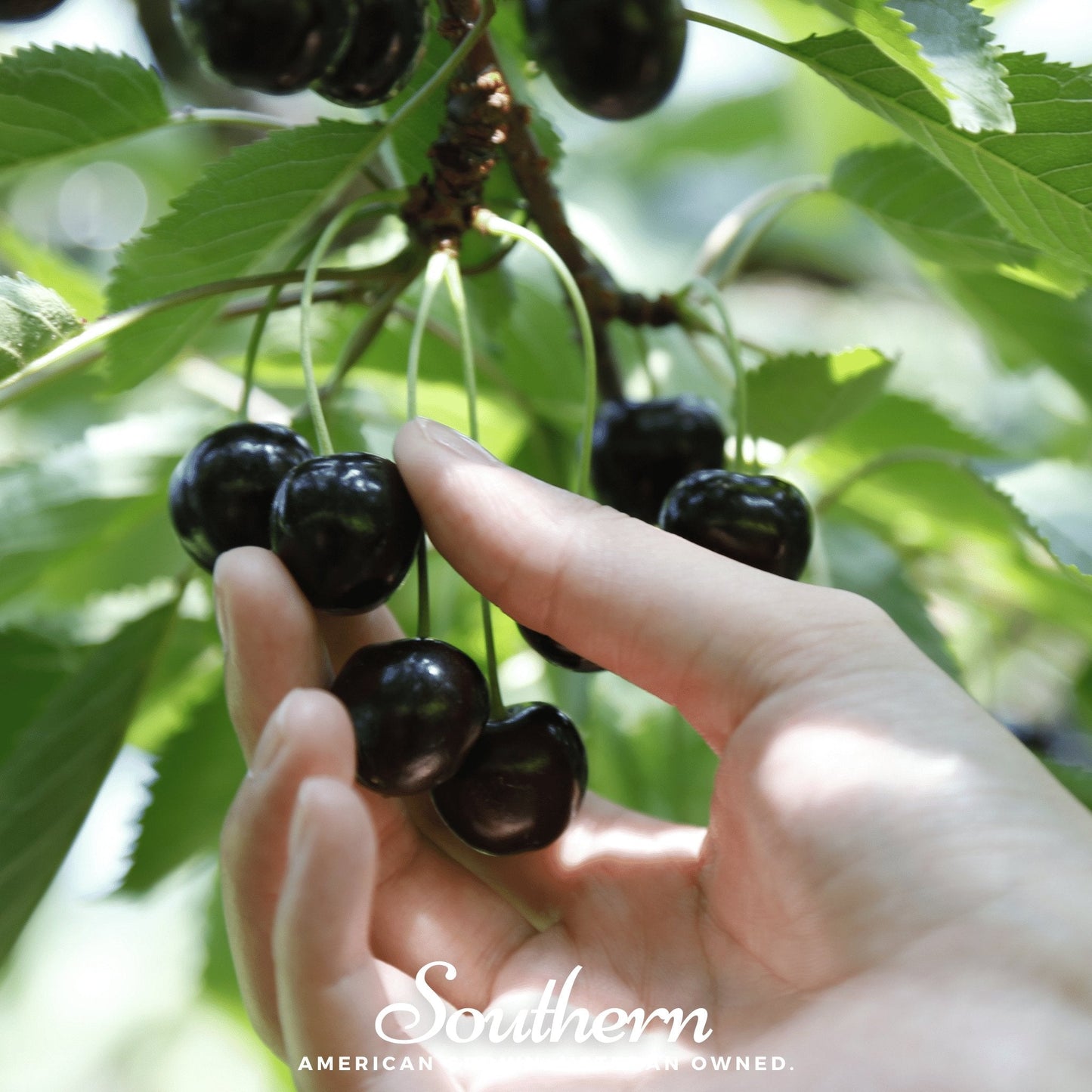 Black Cherry Prunus serotina seeds from Southern Seeds, showing 15 black cherry tree seeds in a natural setting.