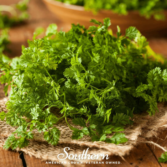 Curled chervil herb seeds from Southern Seeds, showing vibrant green seeds ready for planting and culinary use.