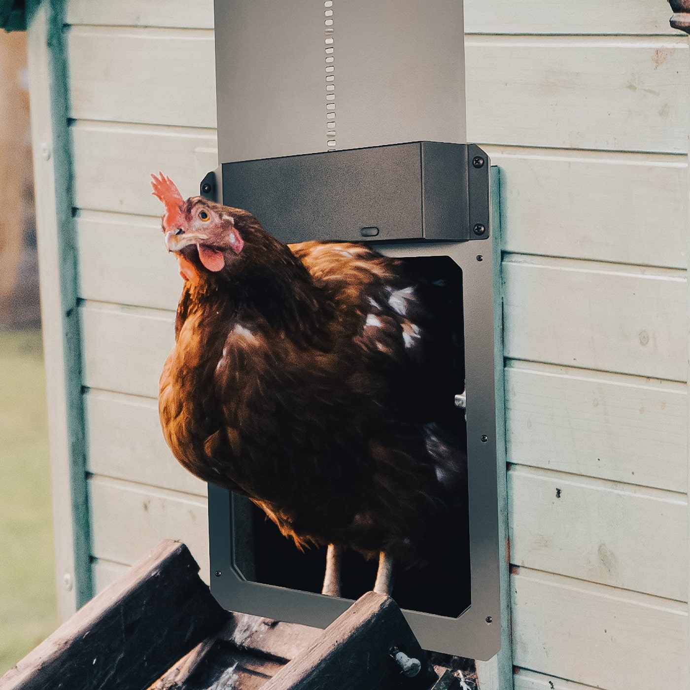 A brown chicken stands in the coop doorway, next to a black ramp and the Farmight Automatic Chicken Coop Door by My Pet Chicken, an aluminum door that adds predator protection to the light-colored, plank-style chicken coop.