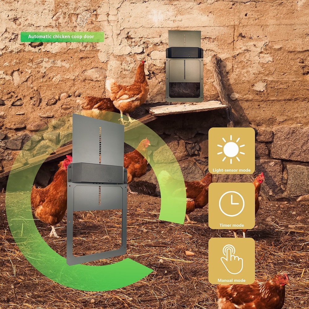 Several chickens gather near a rustic coop with two My Pet Chicken Farmight Automatic Chicken Coop Doors (Aluminum), offering enhanced predator protection. Icons show light-sensor, timer, and manual modes. Green arrows highlight the product.