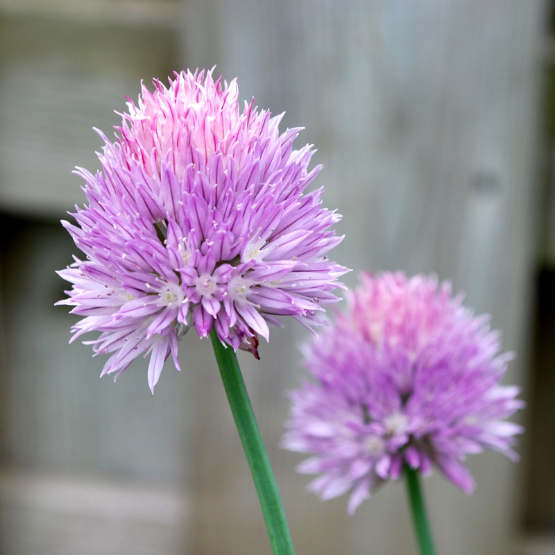 Close-up of two purple allium flowers with green stems, set against a soft-focus wooden fence background. The foreground flower is in sharp detail, while the one further back is slightly blurred. These blooms are symbols of nature's beauty, thriving from Grow Organic's certified organic Chives Seeds.