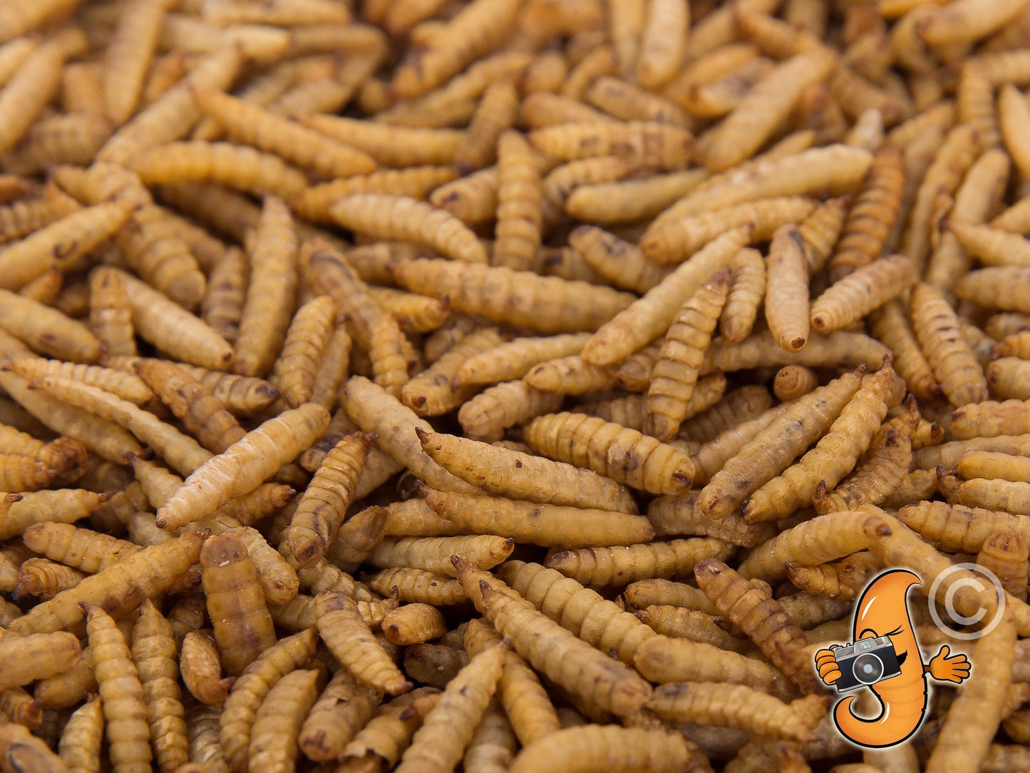 8lb bag of Chubby Mealworms USA dried Black Soldier Fly Larvae, showing small, dark, dried insect larvae in a clear bag.