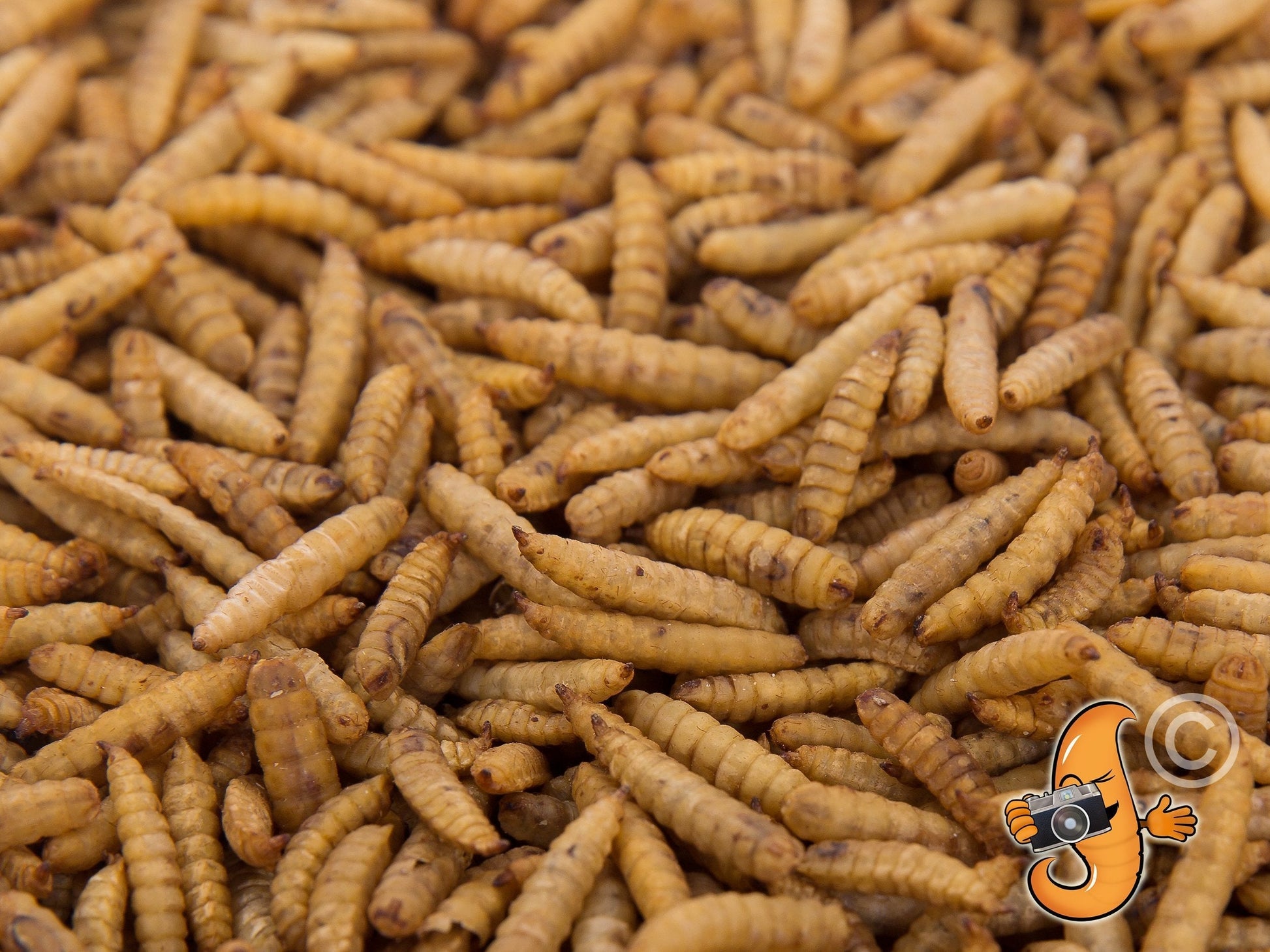 8lb bag of Chubby Mealworms USA dried Black Soldier Fly Larvae, showing small, dark, dried insect larvae in a clear bag.