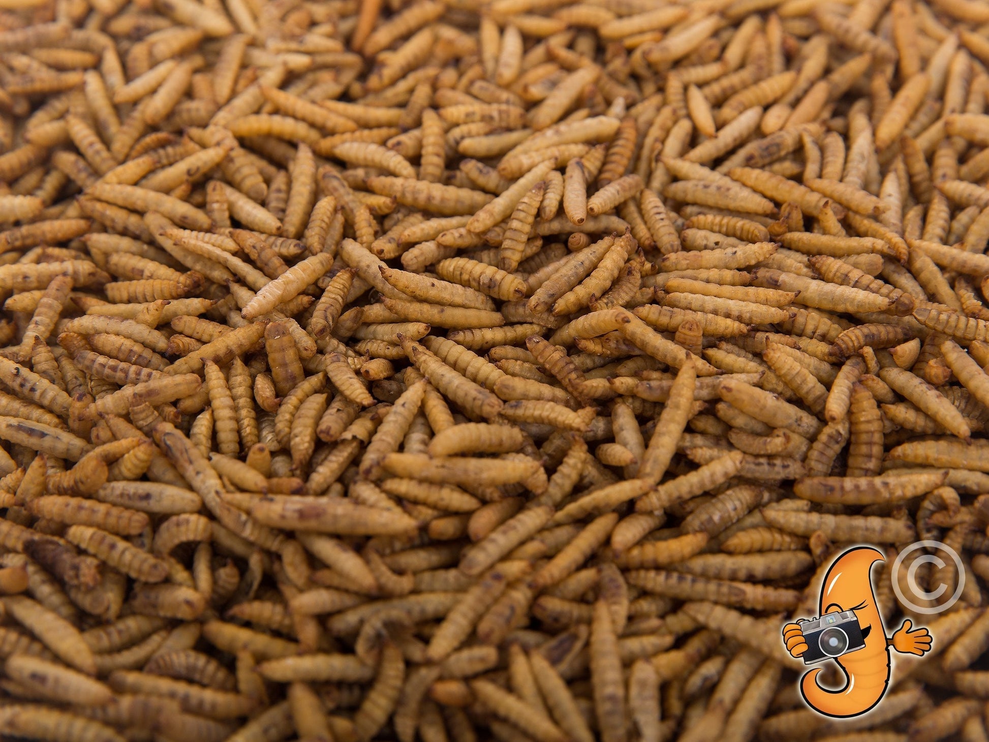 8LB Chubby Dried Black Soldier Fly Larvae from Chubby Mealworms USA, dried BSFL in a resealable bag for animal feed or bait.