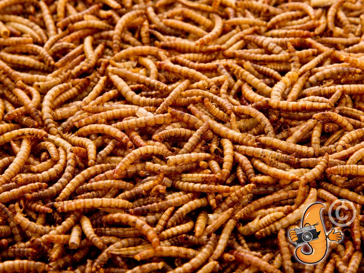 10Lbs Chubby Dried Mealworms - Blessings Grow Meadows