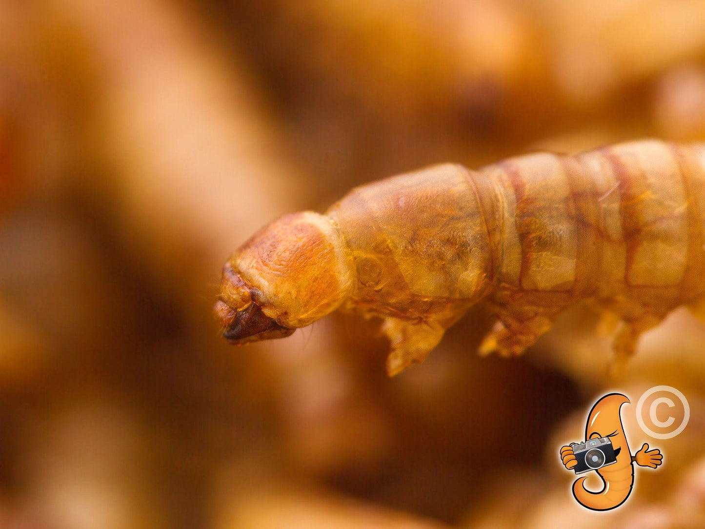 30Lbs Chubby Dried Mealworms - Blessings Grow Meadows