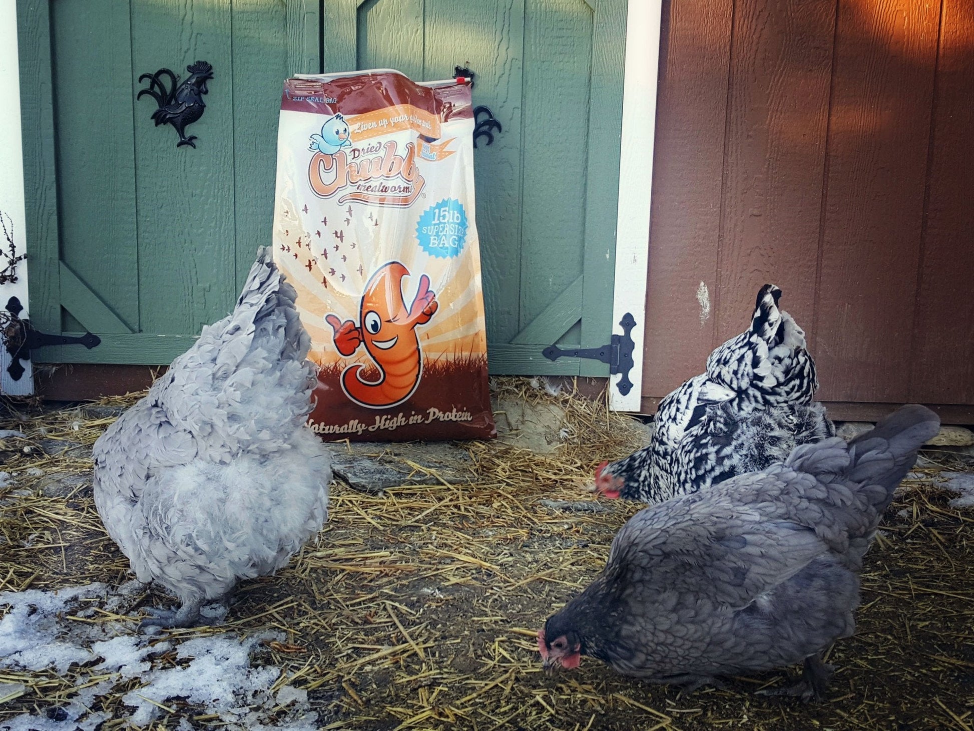 45Lbs Chubby Dried Mealworms - Blessings Grow Meadows