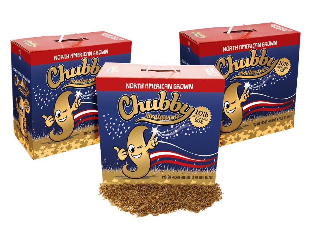 30Lbs Chubby North American Dried Mealworms (Montreal Grown) Recyclable Boxes Non-GMO - Blessings Grow Meadows