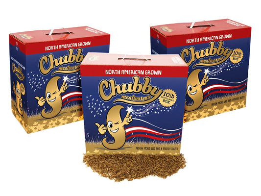 30Lbs Chubby North American Dried Mealworms (Montreal Grown) Recyclable Boxes Non-GMO - Blessings Grow Meadows