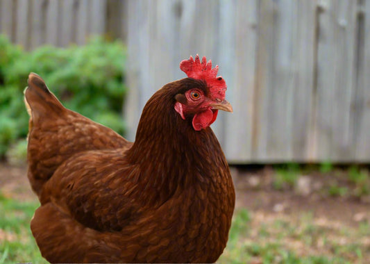 Rhode Island Red Chicks – Buy 10 + 5 Bonus Free (15 All-Female, Shipping Included) - Blessings Grow Meadows