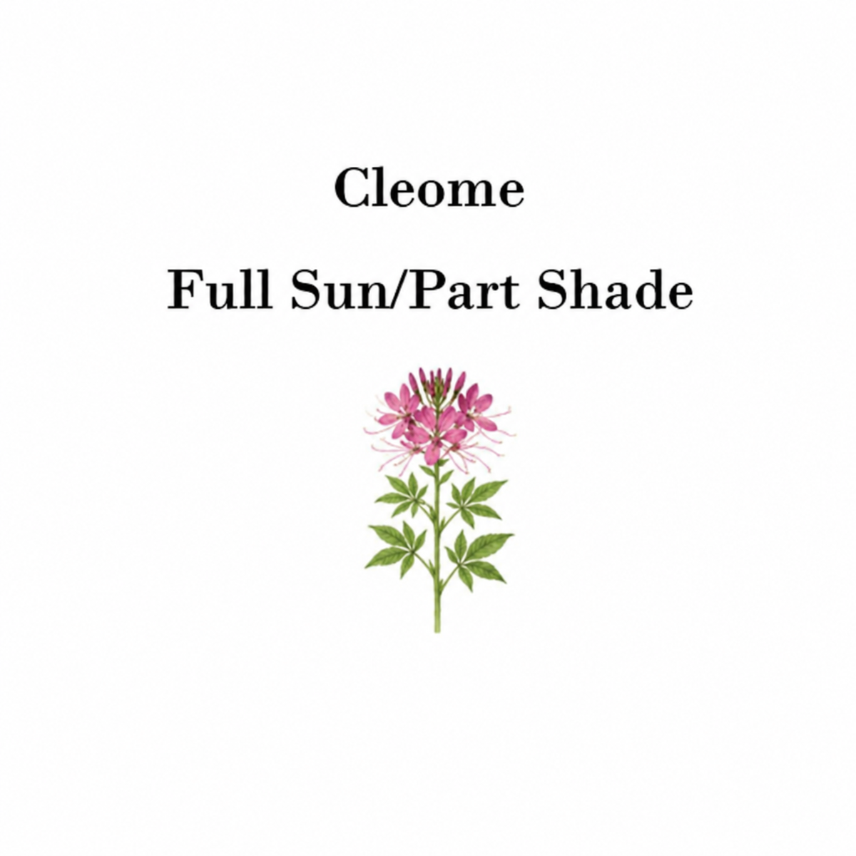 Cleome Seeds (Spider Flower) – 50 Seeds, Self-Seeding Annual, Pink & Purple Blooms