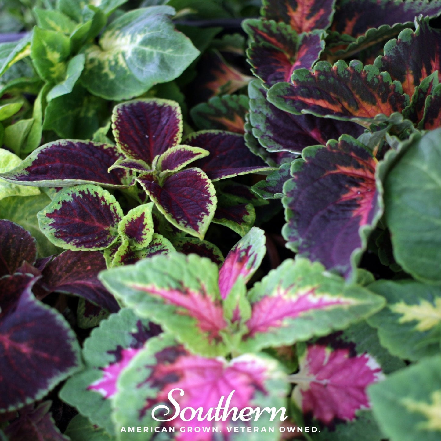 Rainbow Mix Coleus plant with vibrant multicolored leaves, 250 seeds from Southern Seeds for garden planting.