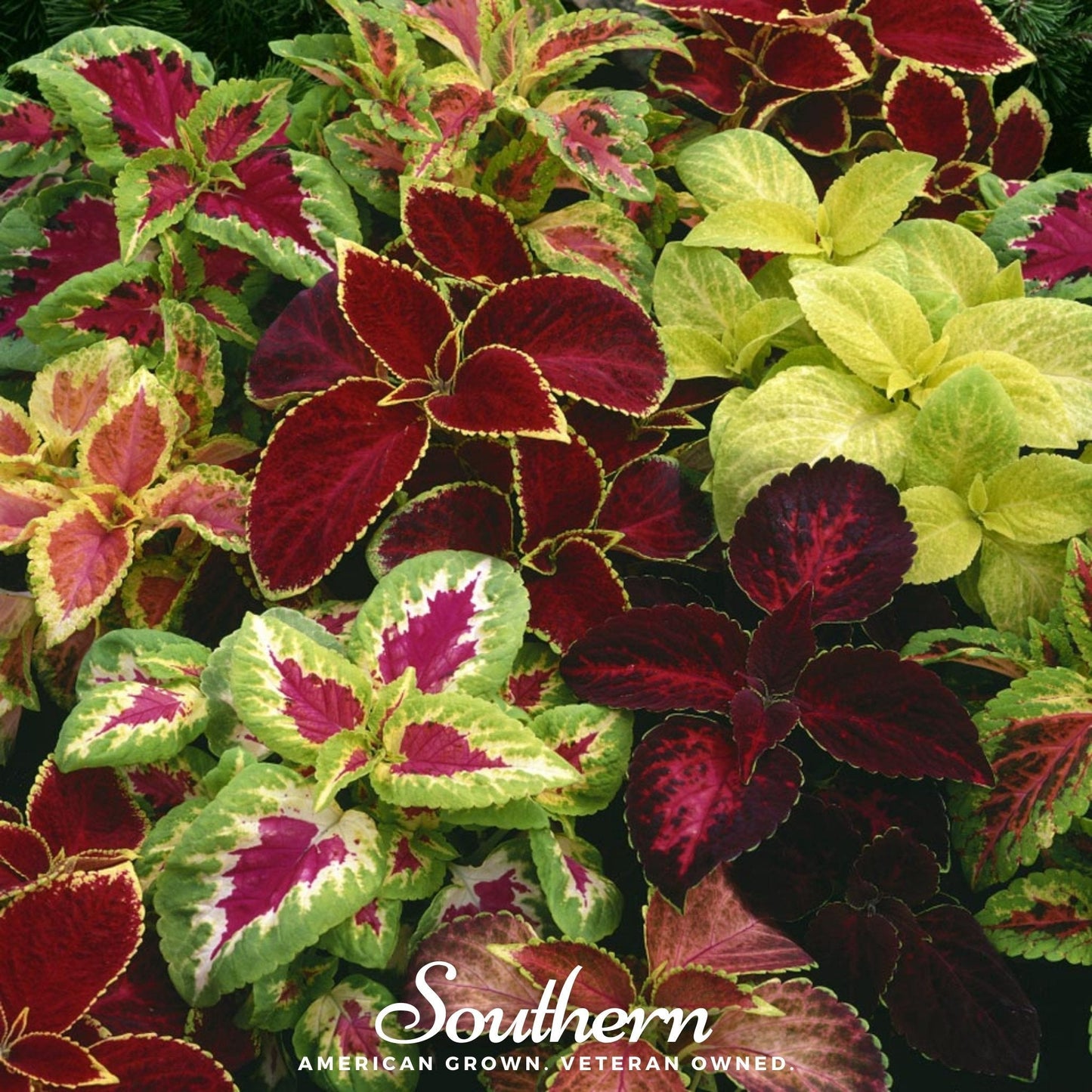 Rainbow Mix Coleus plant with vibrant multicolored leaves, packed with 250 seeds from Southern Seeds.