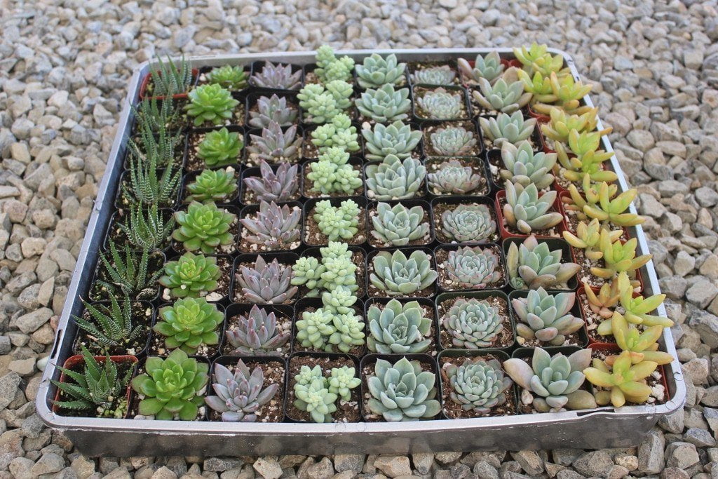 Collection of two-inch small succulent wedding favors from The Succulent Source, ideal for wedding decor and party favors.