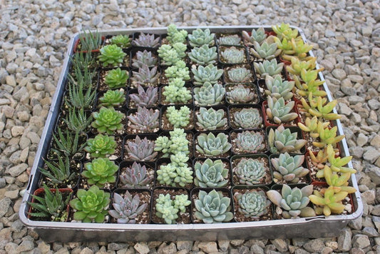 Collection of two-inch small succulent wedding favors from The Succulent Source, ideal for wedding decor and party favors.