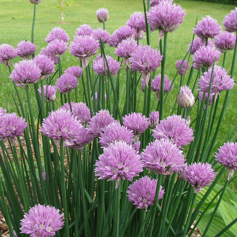 A collection of slender green stems and bright purple blossoms from Grow Organic's Chives Seeds (Organic) flourishes in a garden, set against a vibrant backdrop of lush green grass.