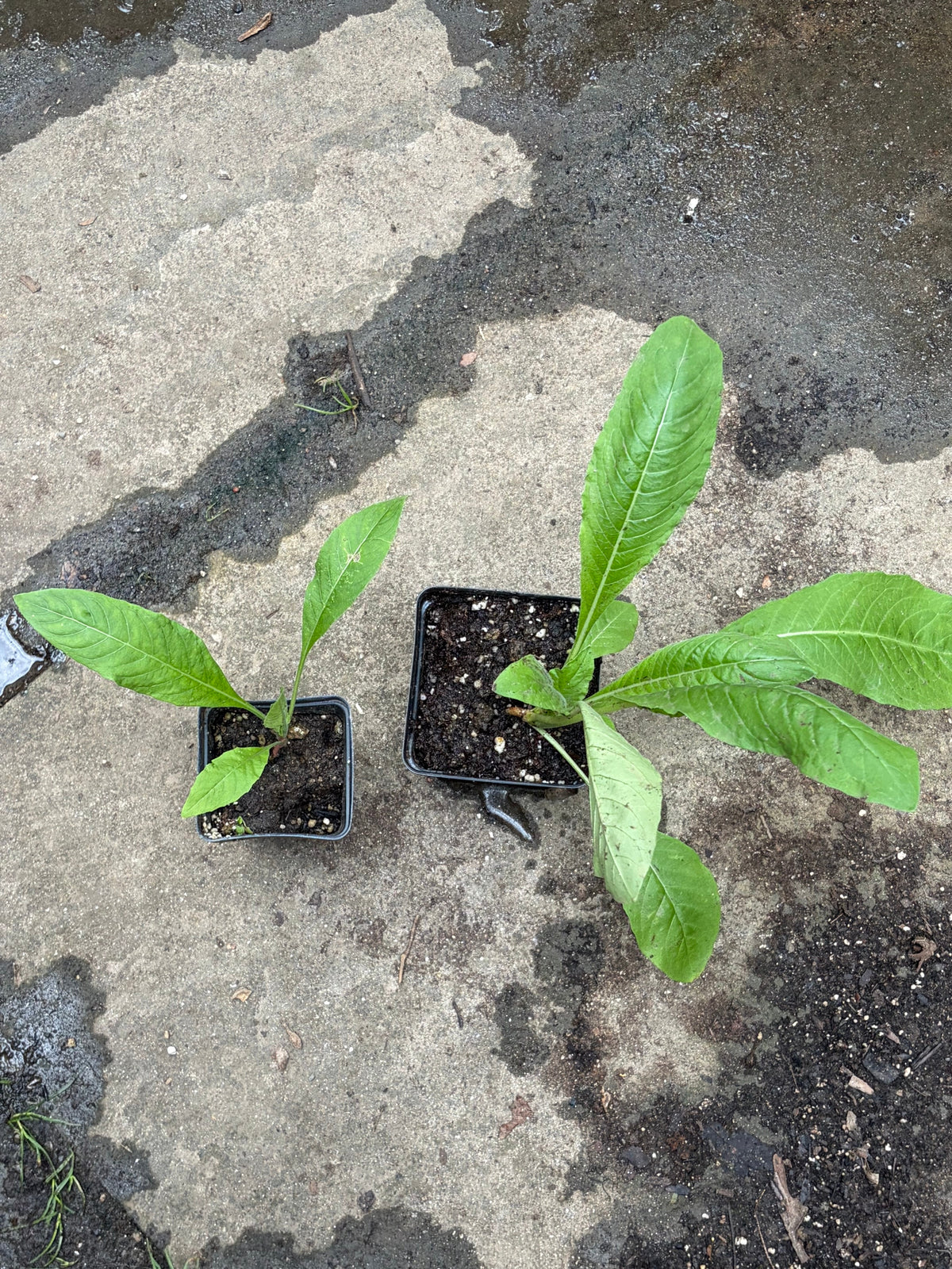 Common Evening Primrose live plant by Steep Hill Garden, native biennial pollinator-friendly plant for zones 3-11.