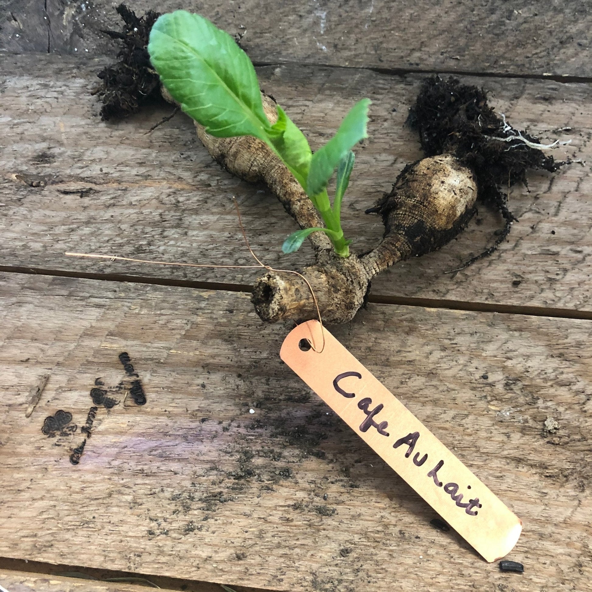 A dahlia tuber labeled Cafe Au Lait makes a perfect gardener gift. Pair it with The Celtic Farm’s 5-inch Copper Garden Tags with Wire for a classic touch and the charm of aged patina.