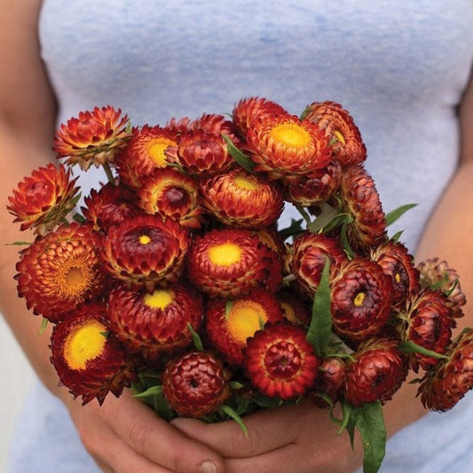 Copper Red Strawflower - Blessings Grow Meadows