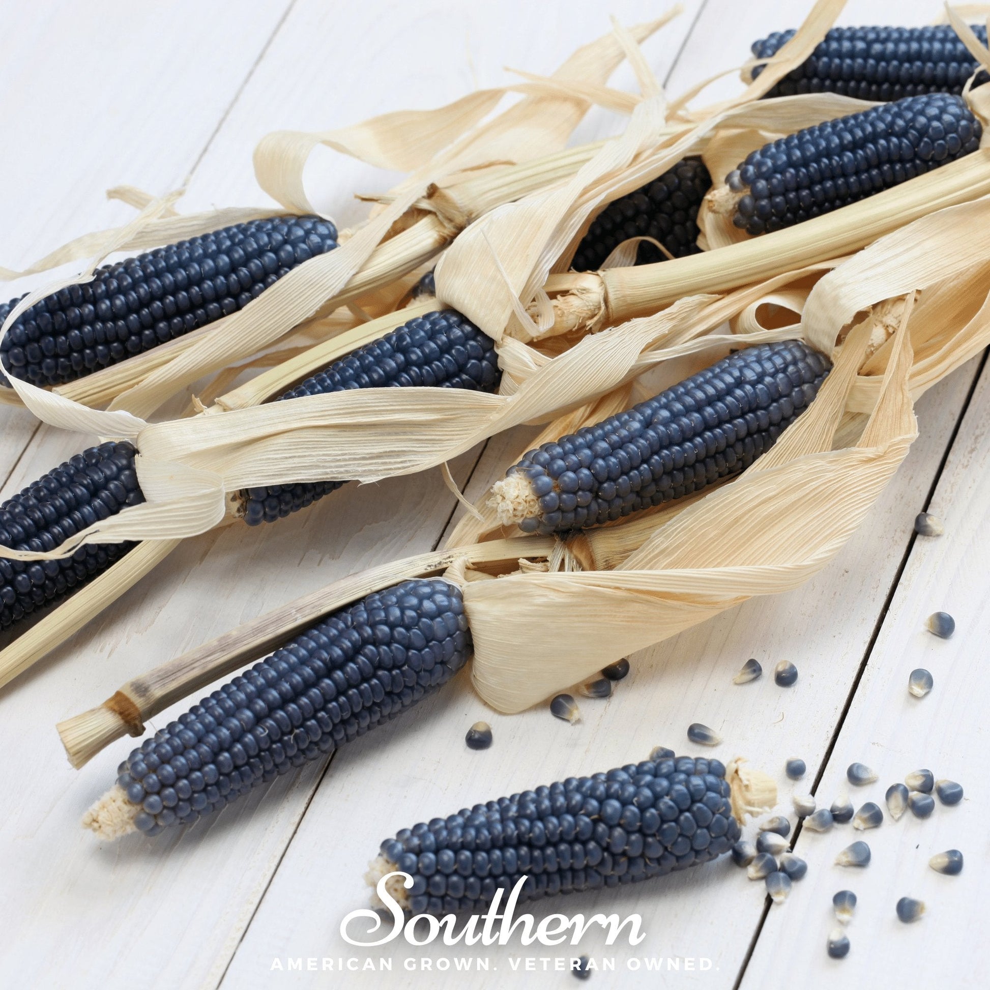 Hopi Blue Corn seeds from Southern Seeds, showing 30 blue corn seeds on a white background.