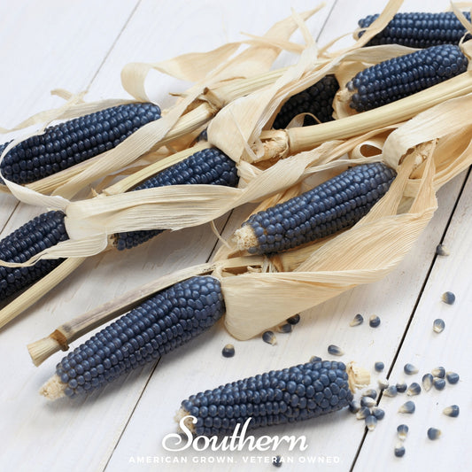 Hopi Blue Corn seeds from Southern Seeds, showing 30 blue corn seeds on a white background.