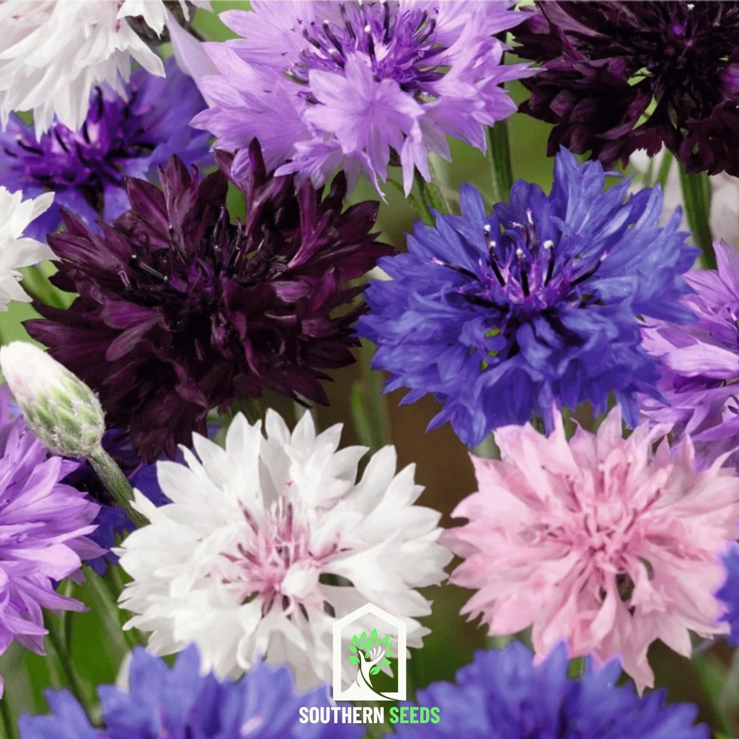 Cornflower Mix by Southern Seeds showing vibrant blue and purple flowers on a sunny garden background.
