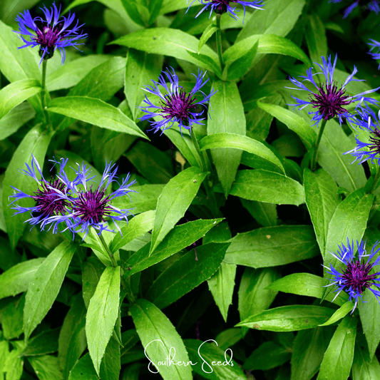 Montana Cornflower seeds from Southern Seeds, showing 30 sunflower seeds with blue petals and green stems on a white background.