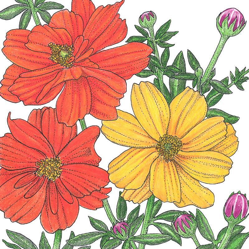 Cosmos, Bright Lights Mix (1/4 lb) - Blessings Grow Meadows