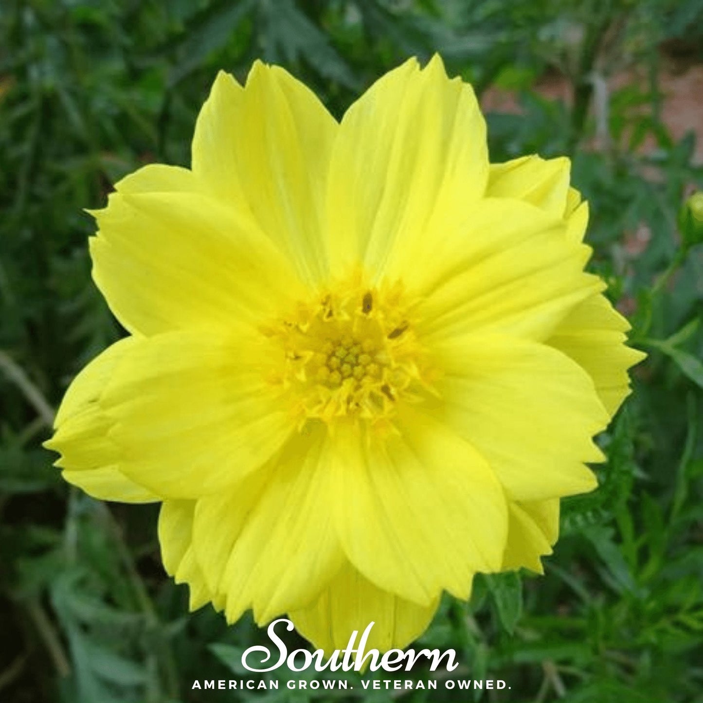 Lemon Sulphur Dwarf Cosmos flower seeds from Southern Seeds, showcasing vibrant yellow blossoms and green foliage.