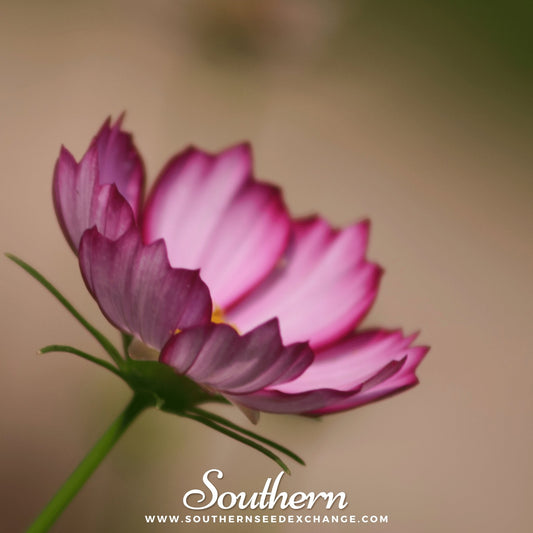 Picotee Cosmos flower seeds from Southern Seeds, showcasing vibrant blooms of Cosmos bipinnatus Picotee variety.
