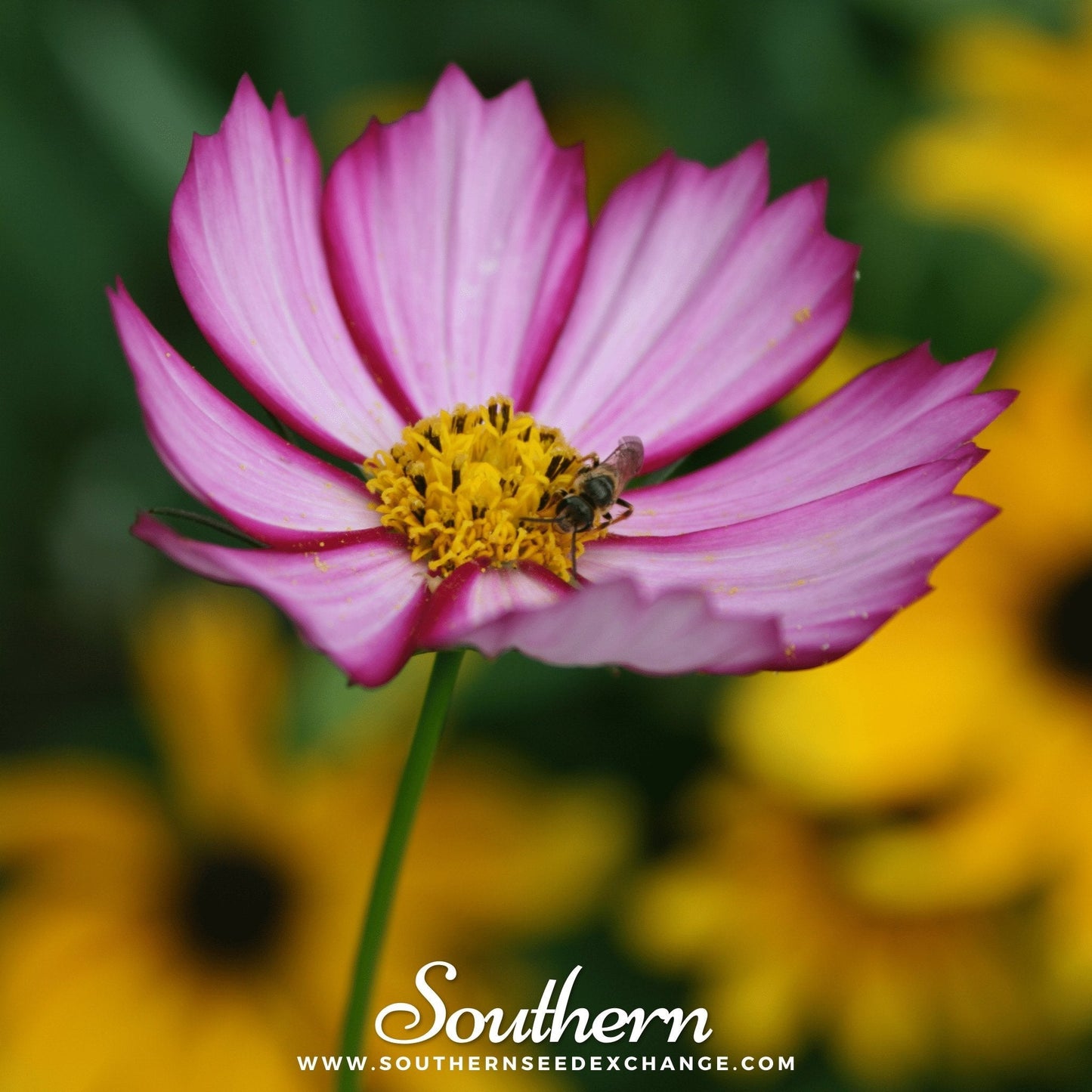 Picotee Cosmos flower seeds from Southern Seeds, showing vibrant pink and white blooms of Cosmos bipinnatus Picotee variety.