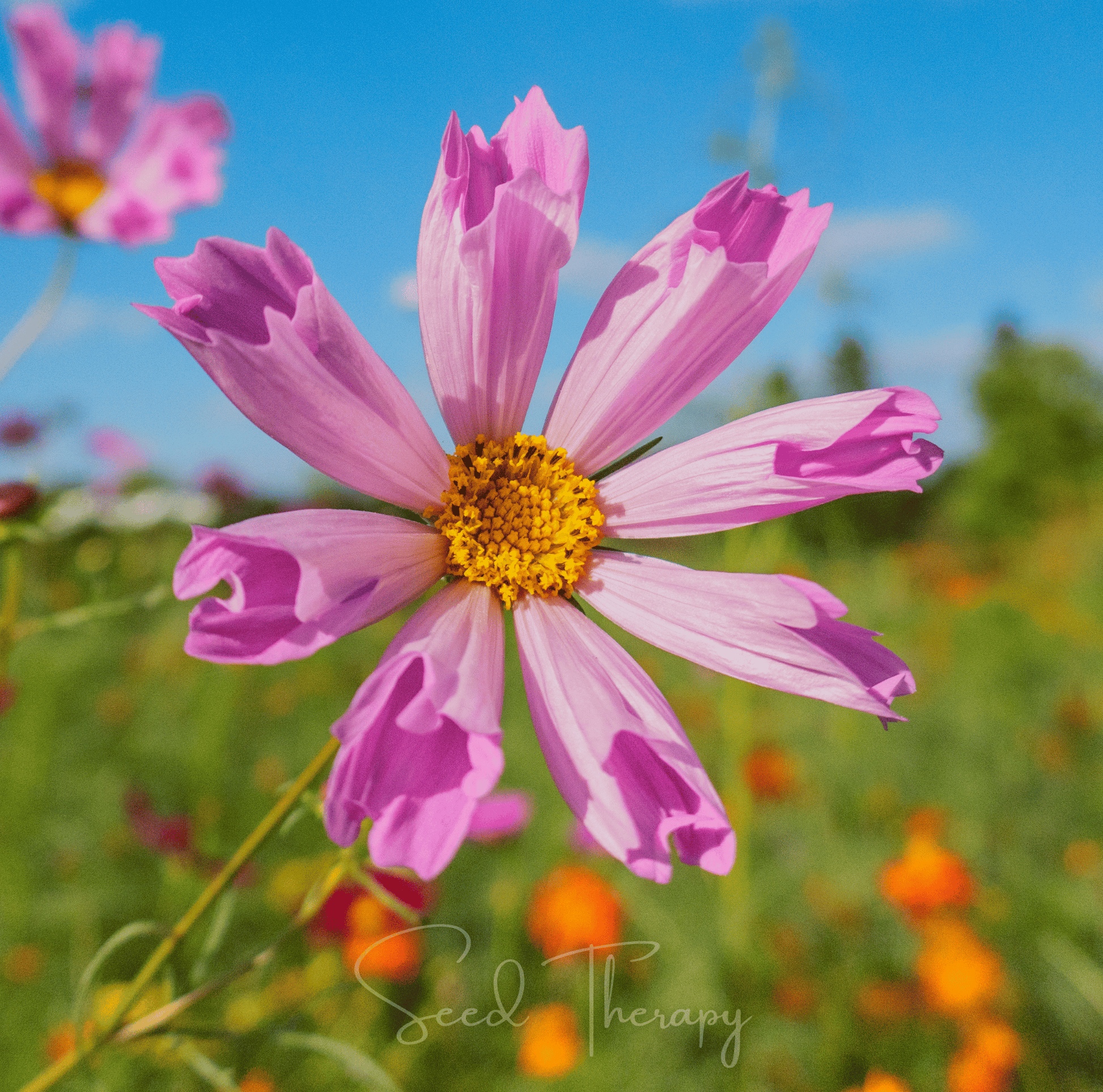 Sea Shells Cosmos seeds packet showing 100 seeds of Cosmos bipinnatus with decorative sea shell-inspired petals from Southern Seeds.