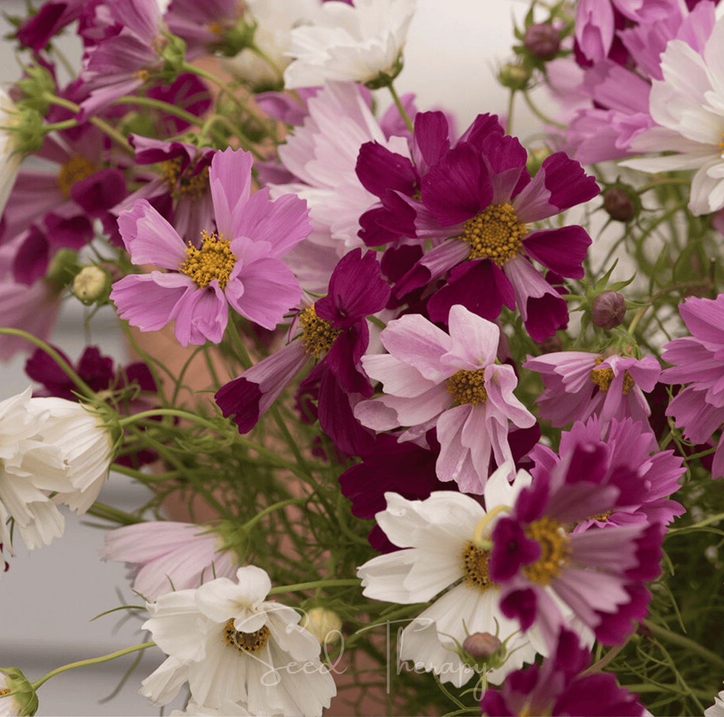 Sea Shells Cosmos seed packet showing vibrant cosmos bipinnatus flowers, 100 seeds from Southern Seeds for planting and garden beauty.