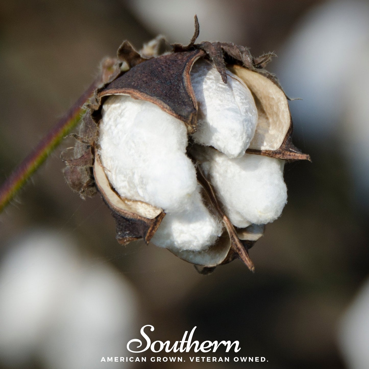 Upland cotton seeds from Southern Seeds, 20 Gossypium hirsutum seeds for planting or gardening.