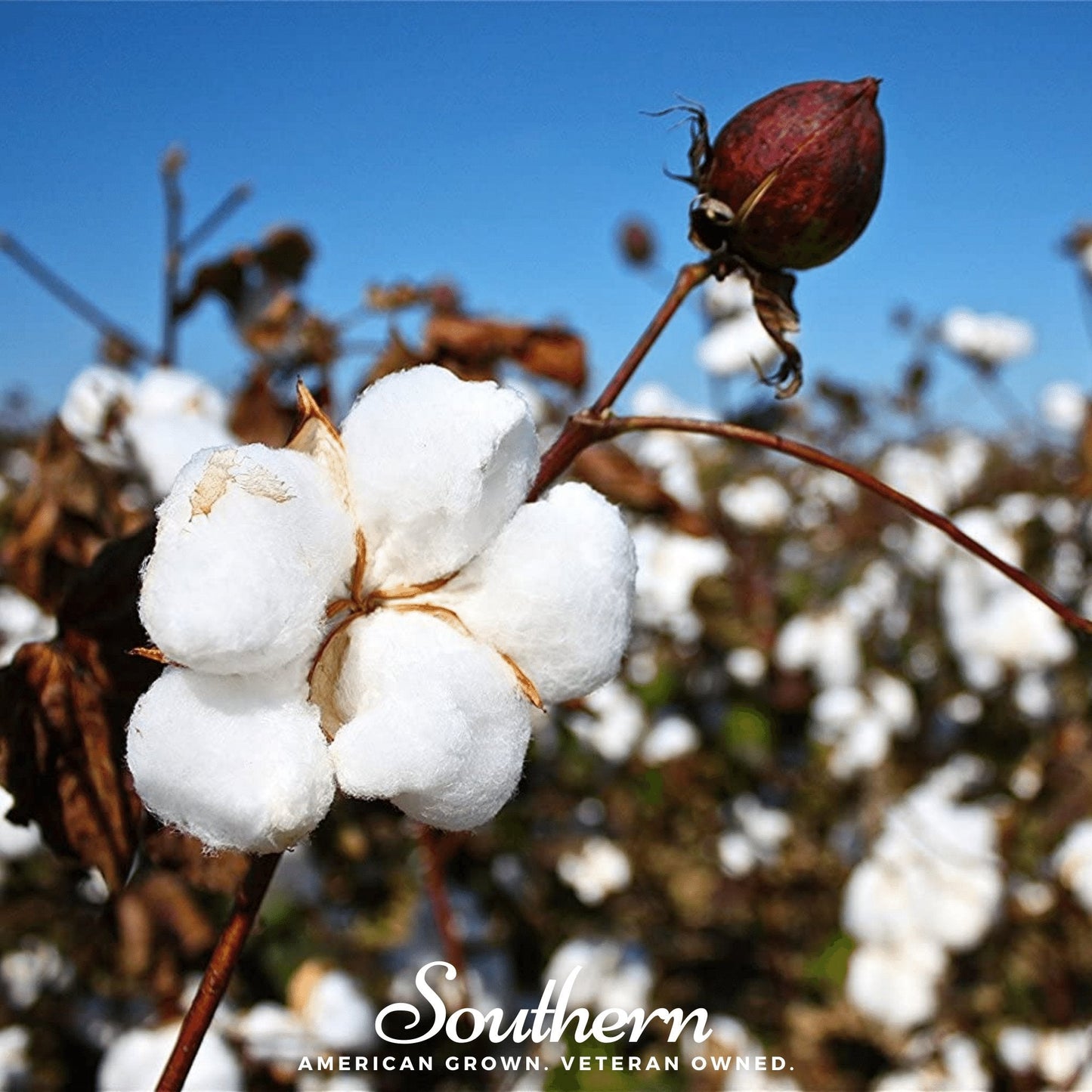 Upland cotton seeds from Southern Seeds, Gossypium hirsutum variety, showing 20 cotton seeds on a neutral background.