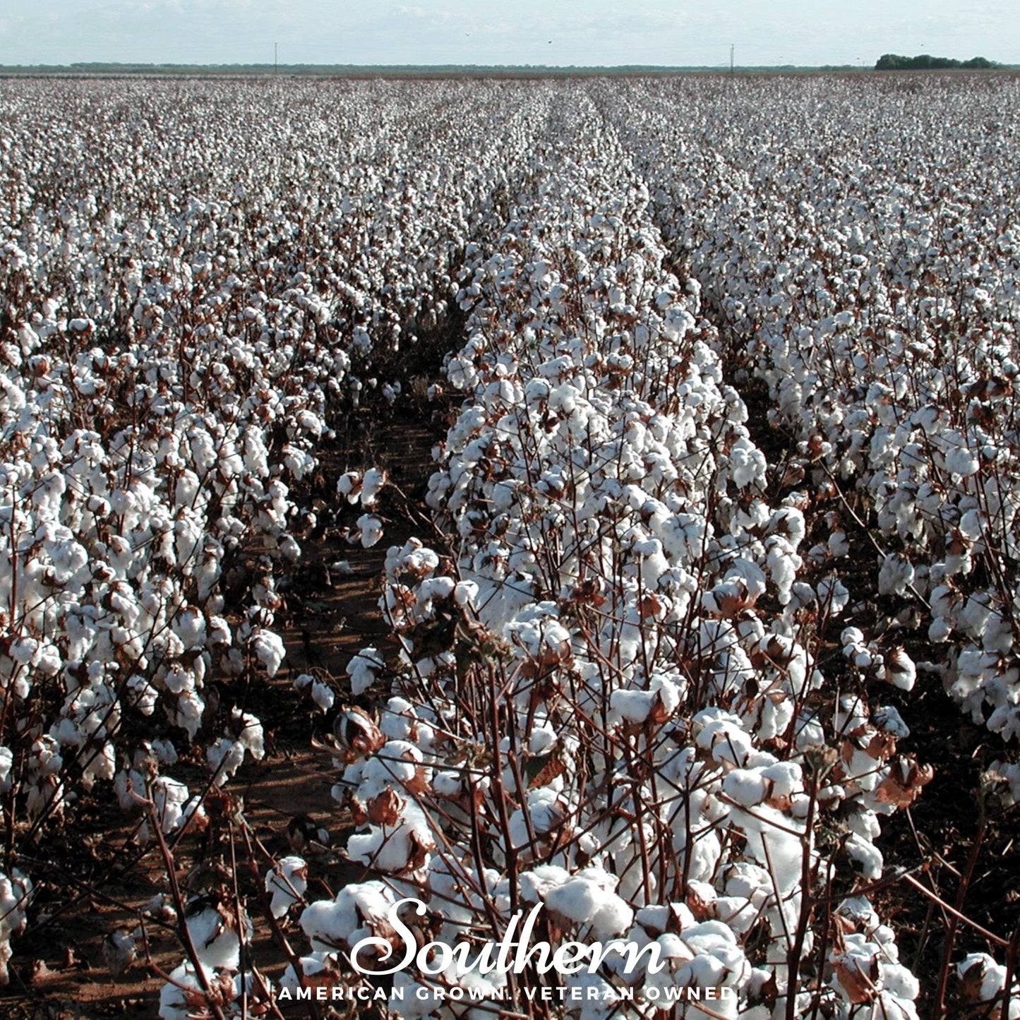 Upland cotton seeds from Southern Seeds, showing 20 gossypium hirsutum cotton seeds ready for planting.