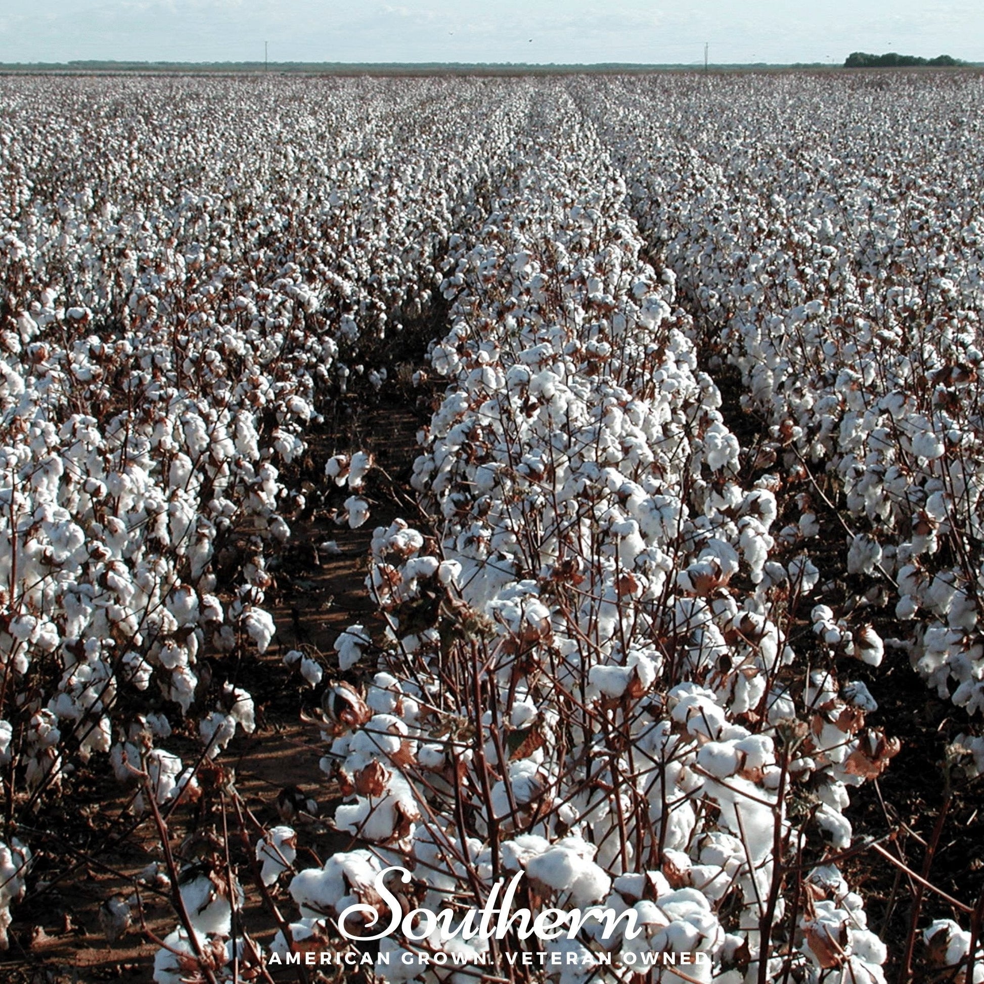 Upland cotton seeds from Southern Seeds, showing 20 gossypium hirsutum cotton seeds ready for planting.
