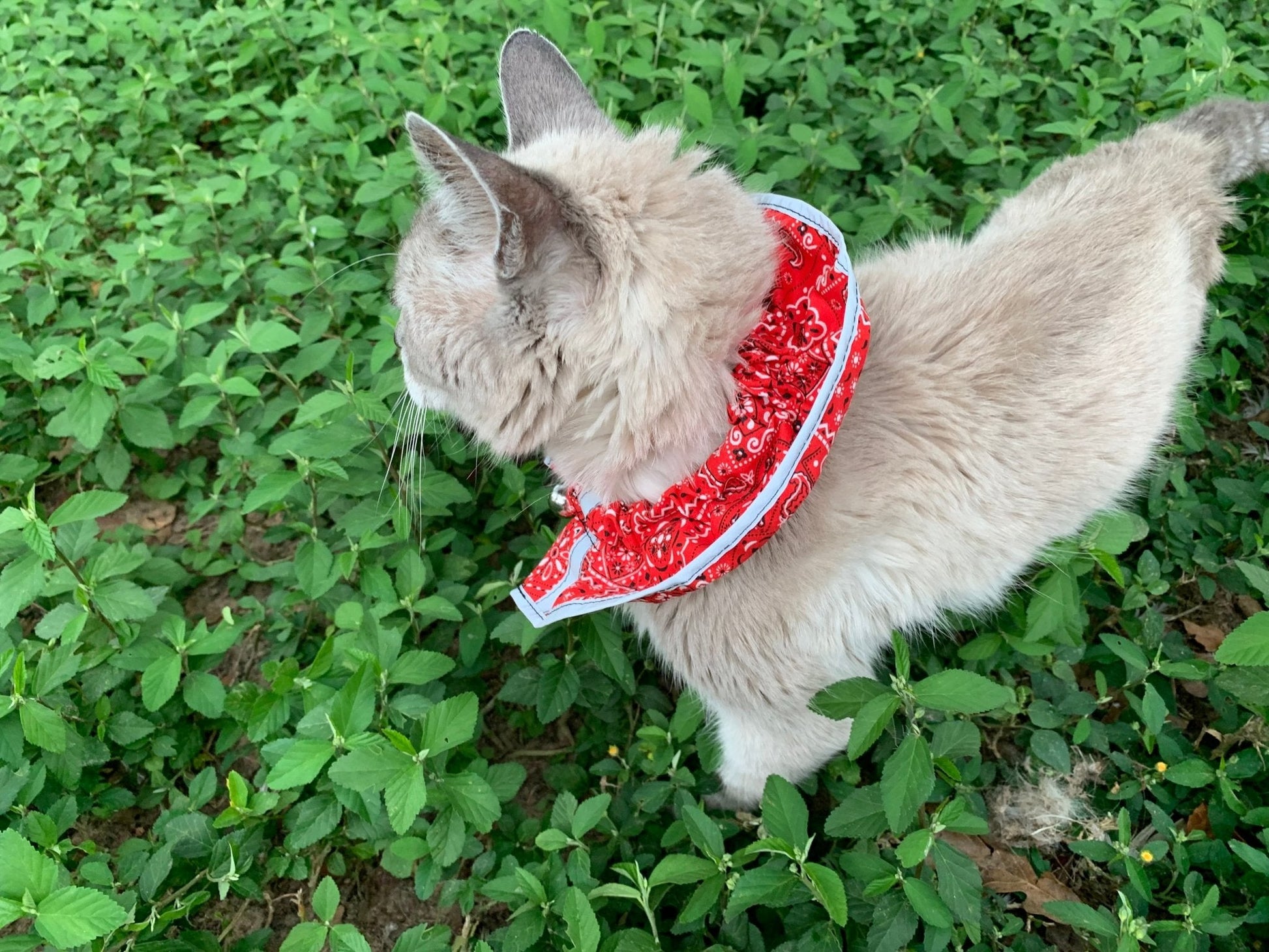Red breakaway cat collar with bandana from Crazy K Farm Pet and Poultry, designed for safety and style for cats.
