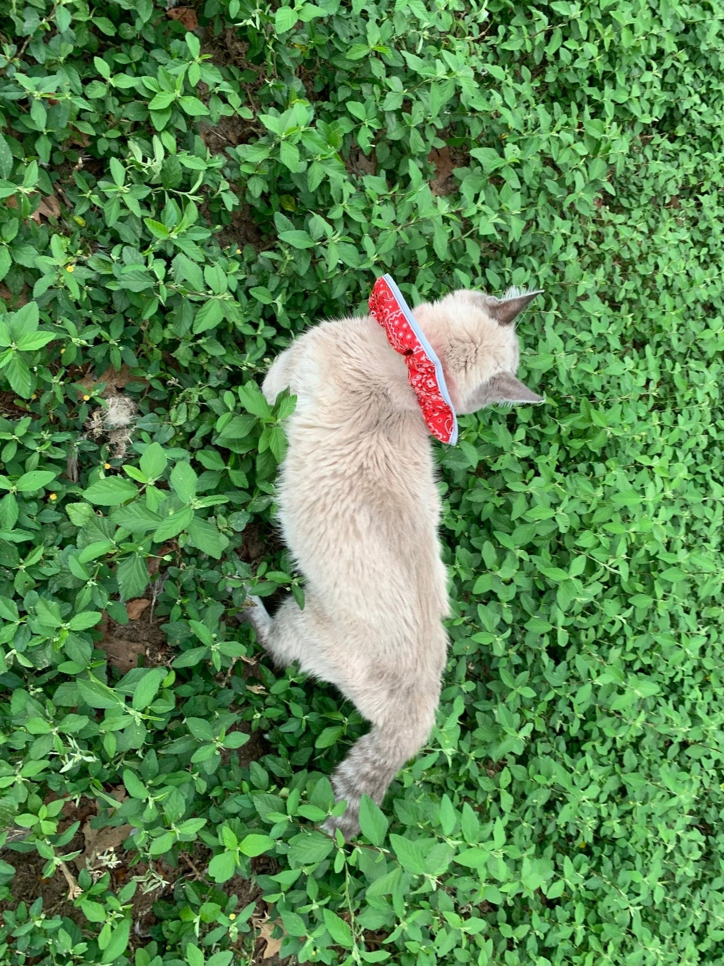 Red breakaway cat collar with bandana from Crazy K Farm Pet and Poultry, designed for safety and comfort for cats.