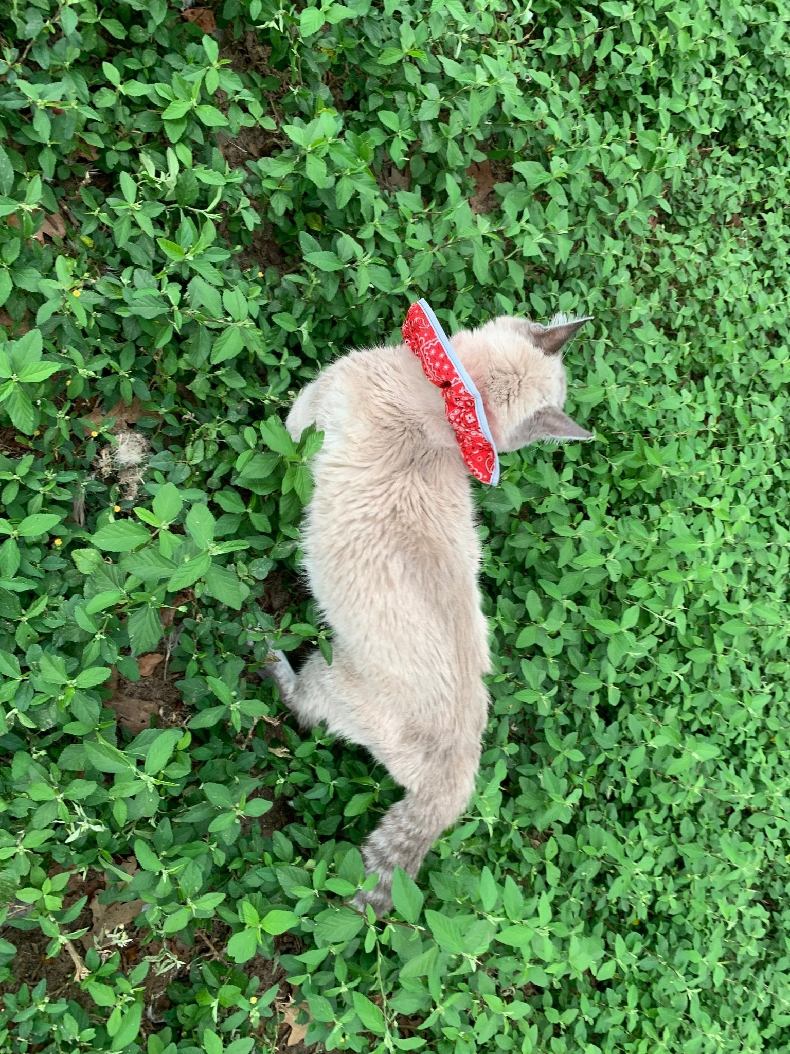 Red breakaway cat collar with bandana from Crazy K Farm Pet and Poultry, designed for safety and comfort for cats.