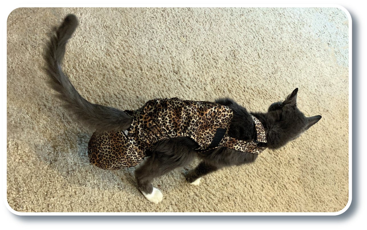 Baby leopard print Diapurr cat diaper from Crazy K Farm Pet and Poultry, one-size fits most cats, adjustable and comfortable.
