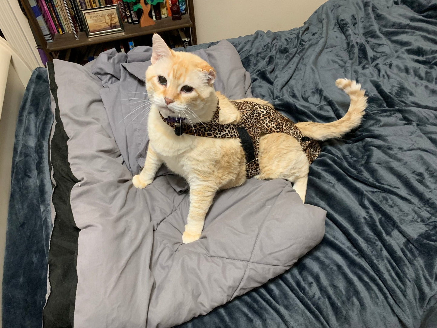 Baby leopard print cat diaper by Crazy K Farm Pet and Poultry, one size, designed for cats.