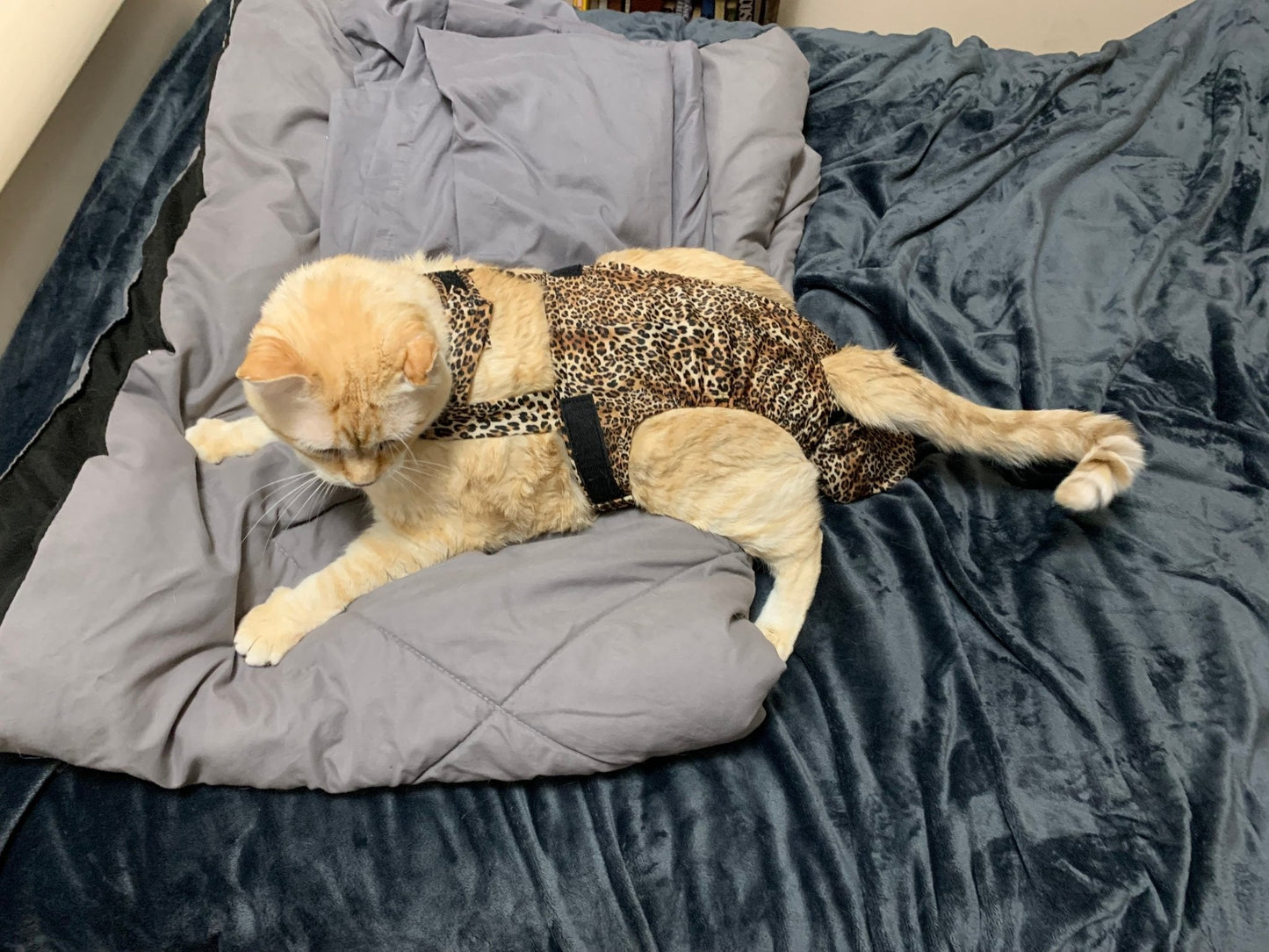 Baby leopard print Diapurr cat diaper by Crazy K Farm Pet and Poultry, one size fits most cats, with adjustable closures.
