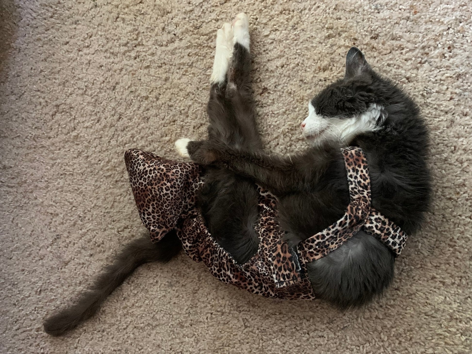 Baby leopard print Diapurr cat diaper by Crazy K Farm Pet and Poultry, one-size fits most cats, comfortable and secure fit.