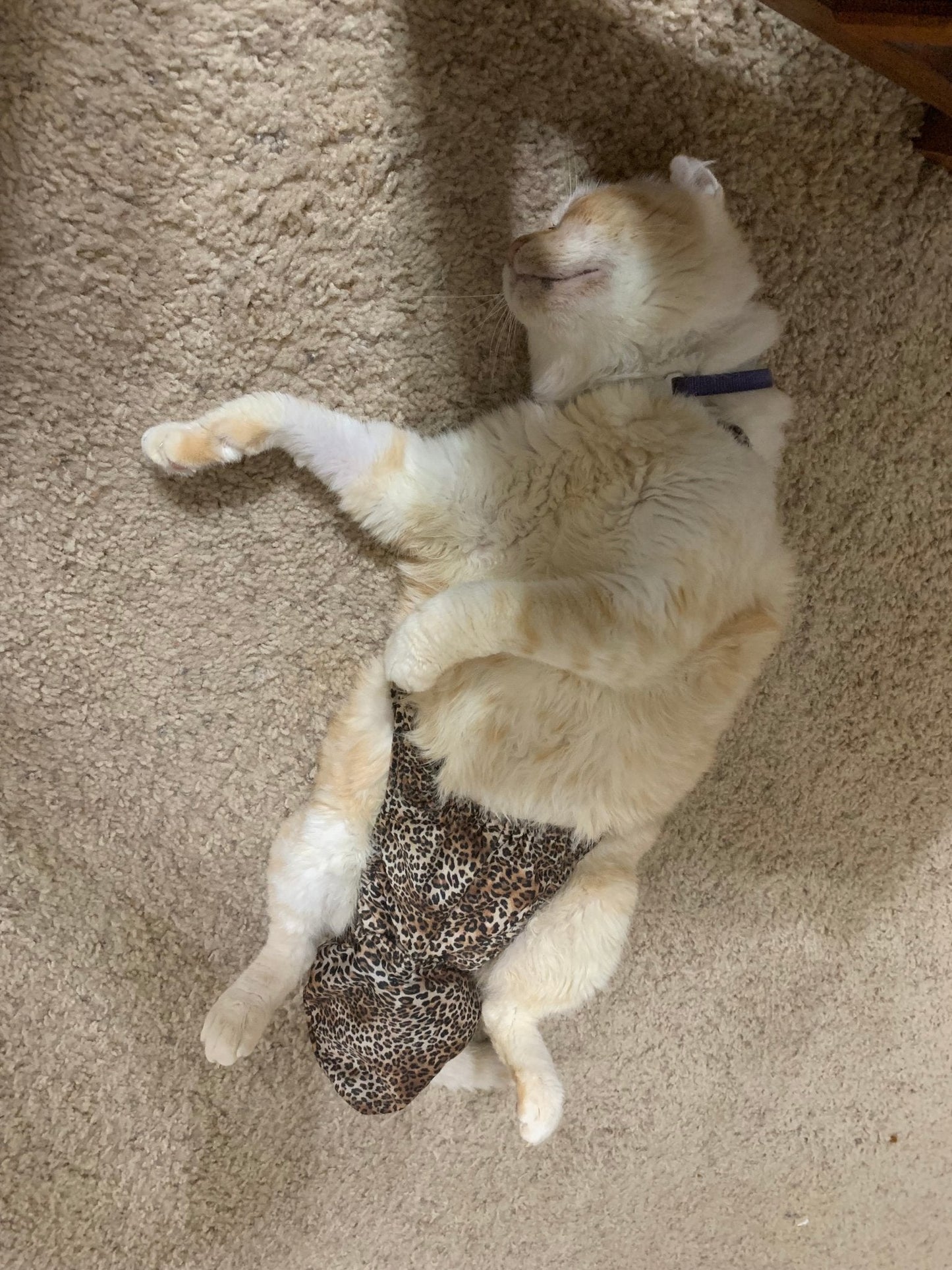 Baby leopard print Diapurr cat diaper by Crazy K Farm Pet and Poultry, one size fits most feline cats.